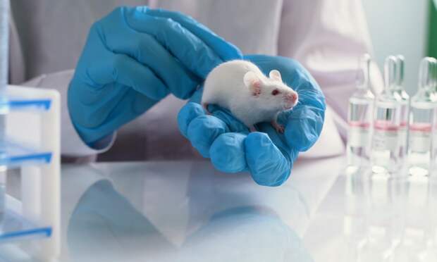 В Университете Фридриха-Александра оживили мозг мышей после тотальной заморозки