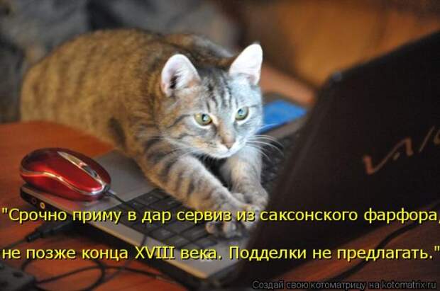 Лучшие котоматрицы недели (50 фото)