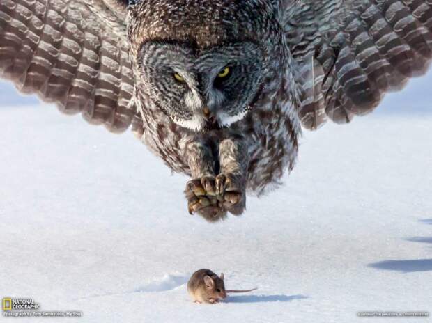 natgeowllpprs10 natgeowllpprs10 990x742 Обои для рабочего стола от National Geographic за апрель 2013
