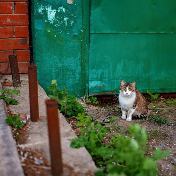 Котики всех стран, объединяйтесь! братья наши меньшие, город, дворовые кошки, кот, улица, уличные кошки, эстетика