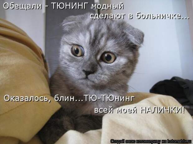 Лучшая котоматрица недели