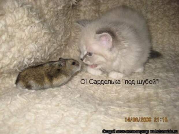 Прикольная котоматрица за неделю