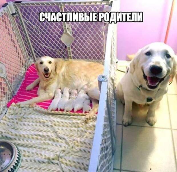 Смешные картинки с надписями прикол, юмор