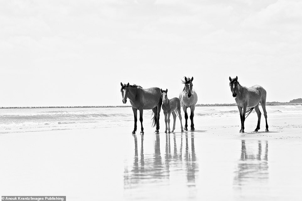 10 волшебных фотографий диких лошадей с острова Камберленд