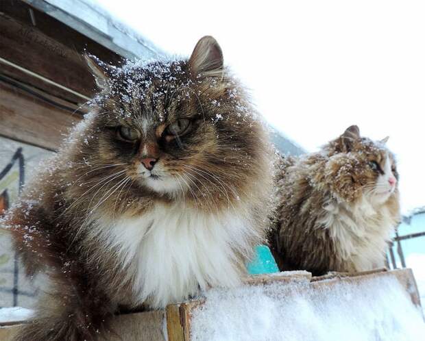 Siberian Cat