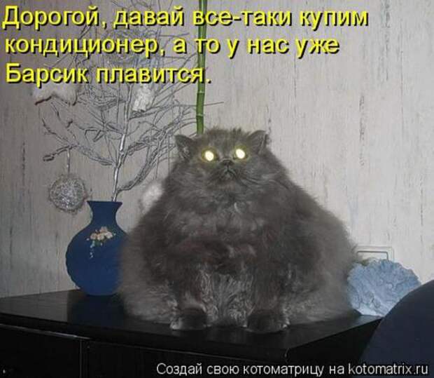 Котоматрицы(картинки с надписями)