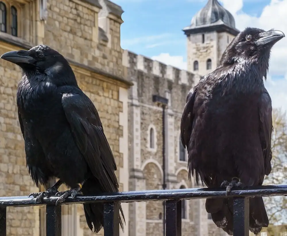 The tower of london legend. Лондонский Тауэр вороны. Лондонский Тауэр черные вороны. Лондонский Тауэр вороны Легенда. Вороны в Тауэре в Лондоне.