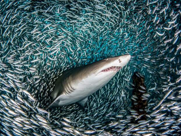 https://media.wired.com/photos/5983a46610488f3593e3dc55/master/w_2560%2Cc_limit/CATERS_SHARKS_IN_BAIT_BALLS_02.jpg