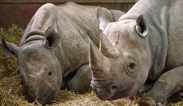 История спасения учёными почти исчезнувших белых носорогов