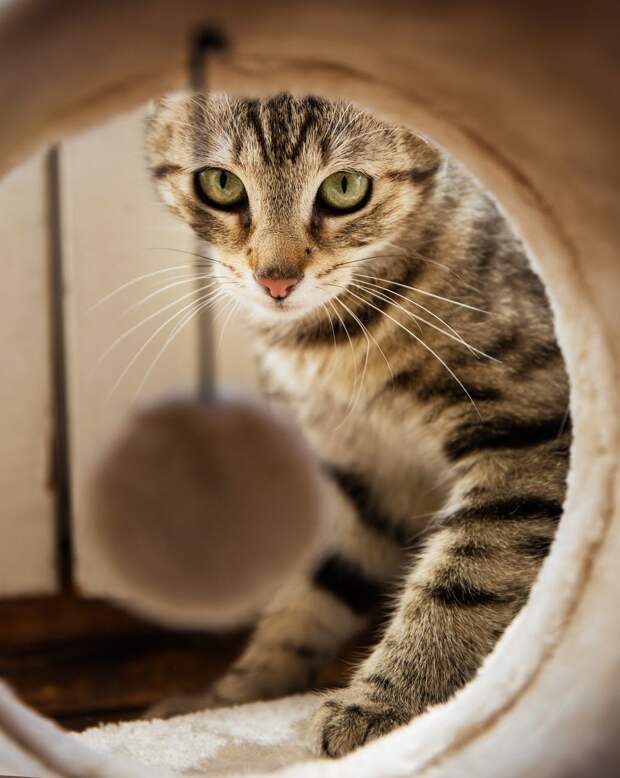 кот на руках