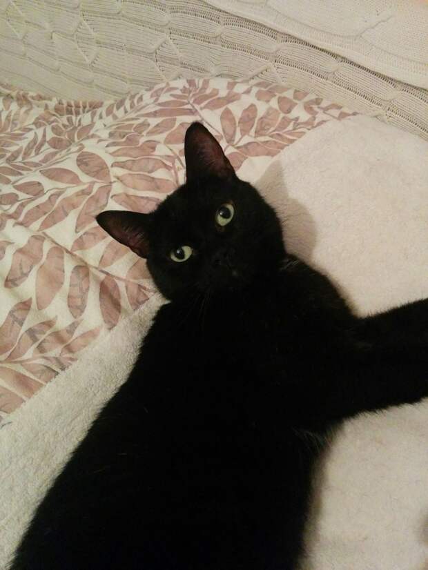 черный кот