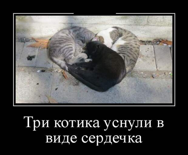 Демотиваторы (30 фото)