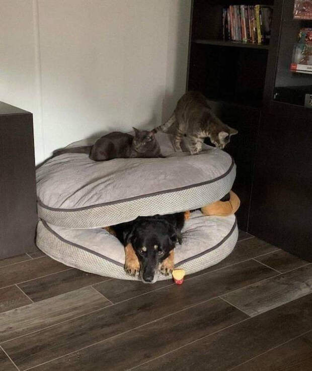 Забавные животные, которые подарят улыбку