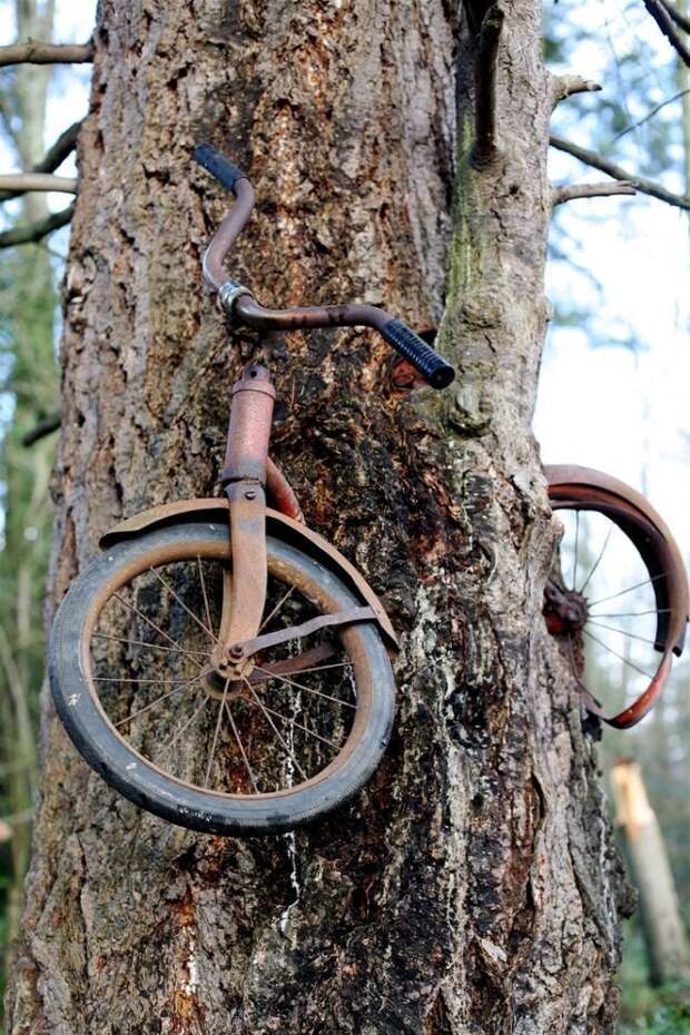 7. Много лет назад мальчик оставил у дерева велосипед дерево, мир, поглощение, предмет, природа, разрастание, фото