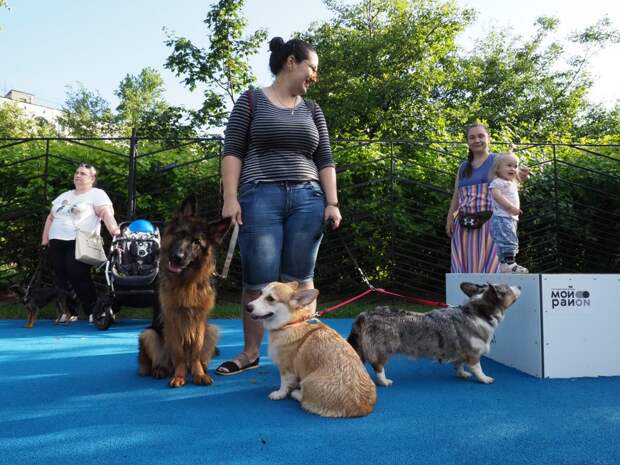 На площадки проекта «Питомцы в Москве» в ВАО приедут ветеринары и грумеры