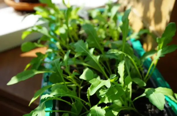 Огород на подоконнике: как вырастить рукколу
