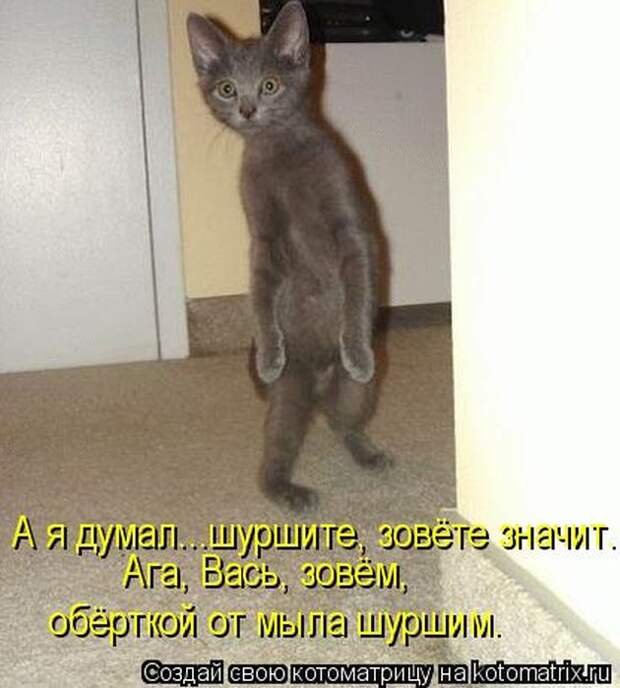 Лучшие котоматрицы за неделю