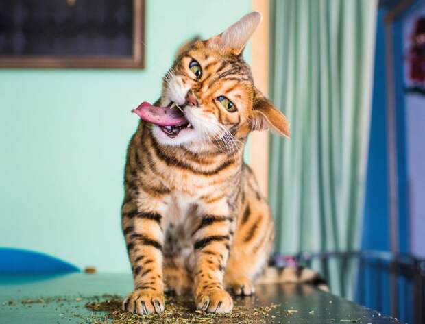 Коты и кошачья мята: вы еще не знаете, что такое кайф! животные, забавно, коты, кошачья мята, кошки, мило, смешно, фотоподборка
