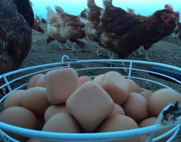 История про юморного деда и квадратные куриные яйца Квадратные куриные яйца, Рассказ из сети, видео, квадратные яйца, куриные яйца, курятник