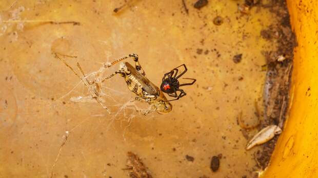 Фото: Michael Salazar/Flickr.com
