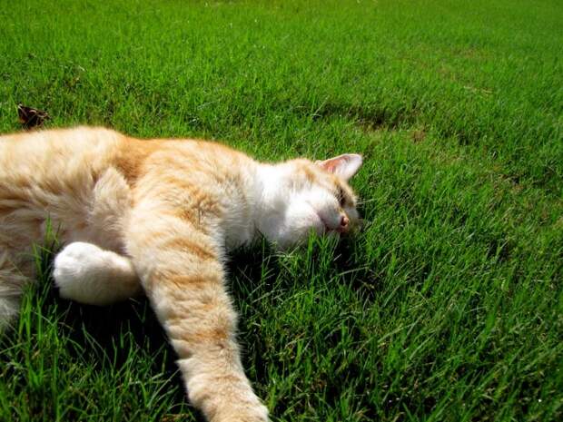 кот на траве