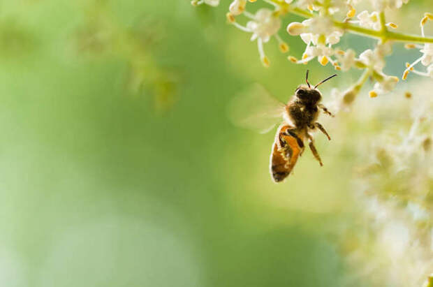 В благодарность пчёлы сделают ваш сад ещё красивее.