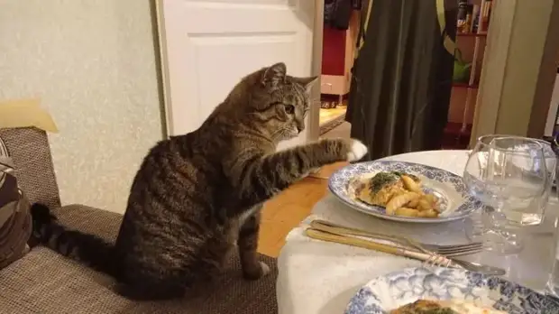 Питомцы, которые не знают границ когда, нравится, просто, смотрю, через, моюсь»«Это, просыпаюсь, достаточно, чтобы, занять, Иногда, стул»Когда, контролирует, питомцы, понятие, личных, границ, перестаёт, живут, огромны«Это