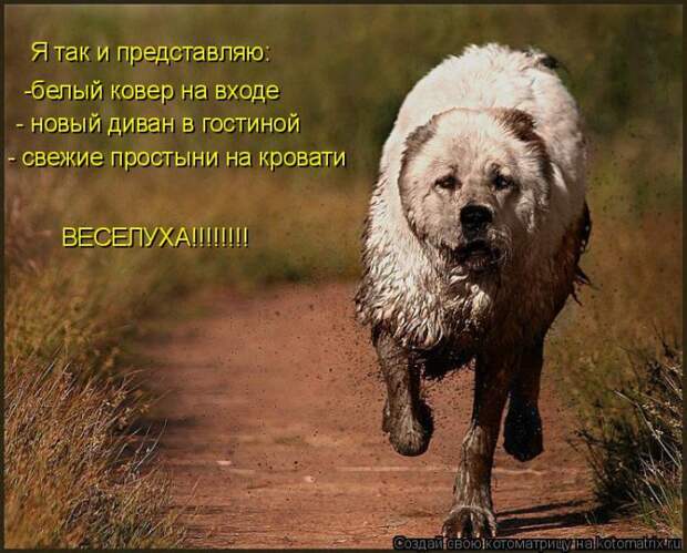 Котоматрица.....