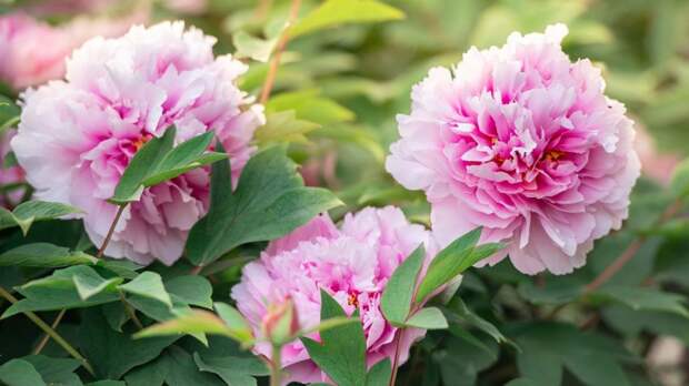 Чтобы бутоны были пышными: чем и как подкормить пионы в апреле