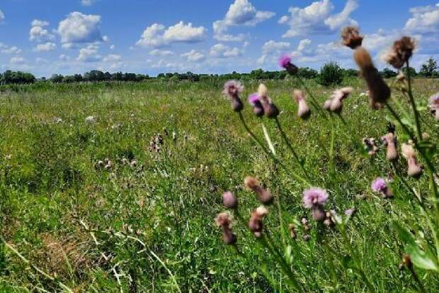 В Тамбовской области 27 человек заболели клещевым боррелиозом
