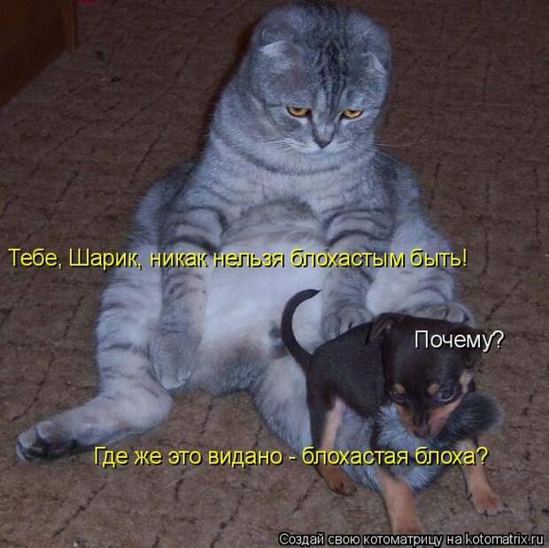 Лучшие котоматрицы недели (50 фото) Лучшие котоматрицы недели (50 фото)