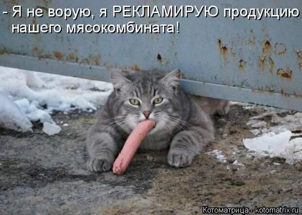Лучшие котоматрицы недели (50 фото)