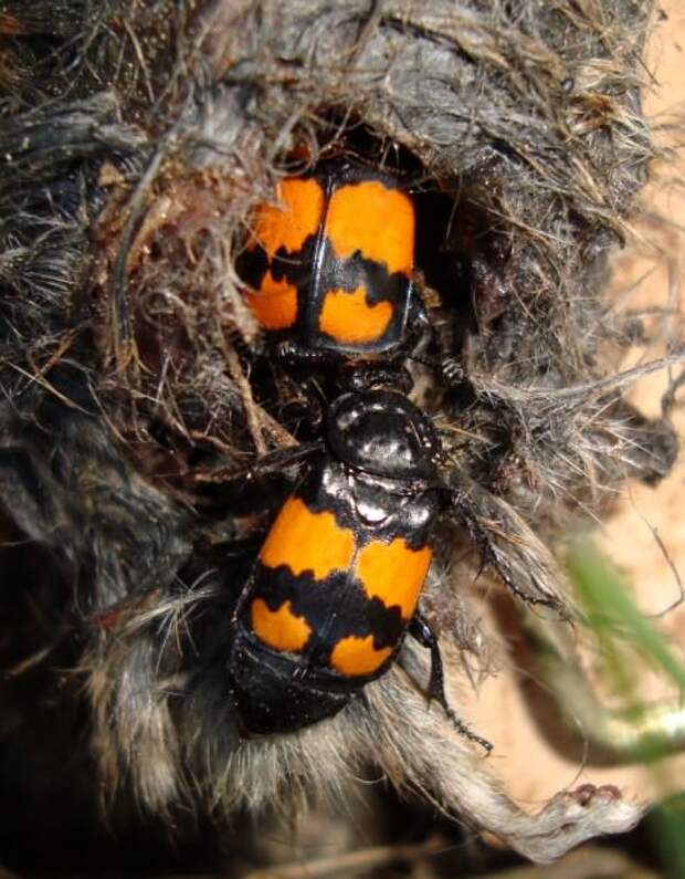 Жуки-могильщики (лат. Nicrophorus) (англ. Sexton Beetle)
