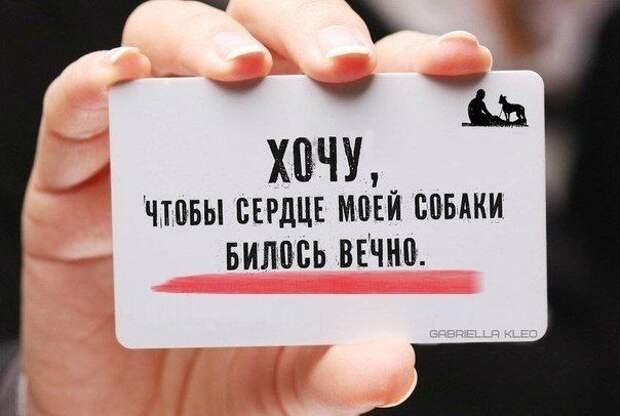 прикол, животные собаки