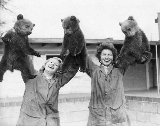 Первый выход (вынос) на люди трех бурых медвежат в Уипснейдском зоопарке, Англия история, люди, редкие, фото