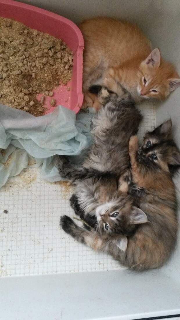 Трое брошенных котят жалобно мяукали и жались друг к другу Трое брошенных котят жалобно мяукали и жались друг к другу волонтер, история, кот, котенок, кошка, приют