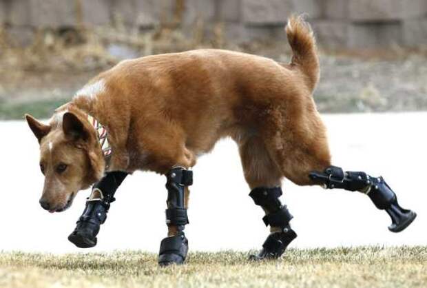 Первая в мире собака получила бионические протезы на все четыре лапы