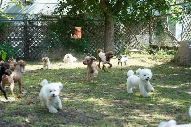 Садик для собак. Детский сад для собак в Корее. Детский сад для щенков. Детский сад для собак.