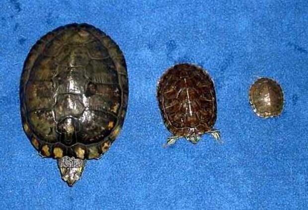 Как определить возраст красноухой черепахи по внешним признакам?
