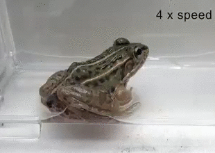 Проглоченные жуки-водолюбы выбрались из лягушачьей клоаки