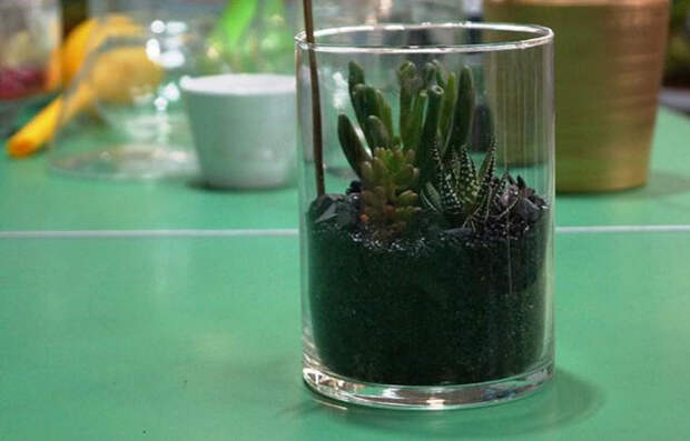 флорариум в стакане