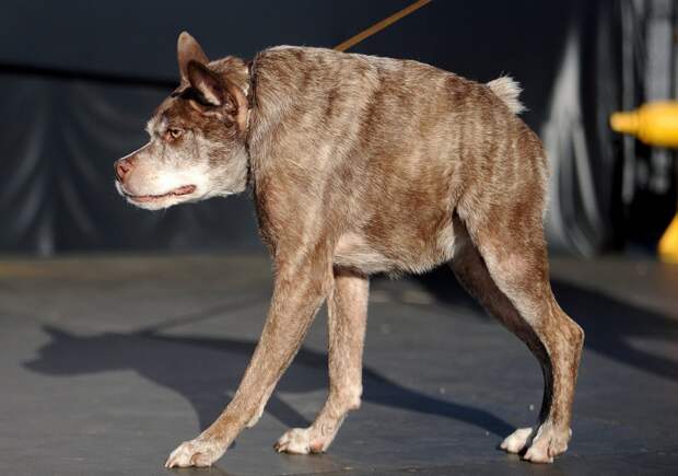 samaya urodlivaya sobaka v mire 8 Самая уродливая собака в мире 2014 года