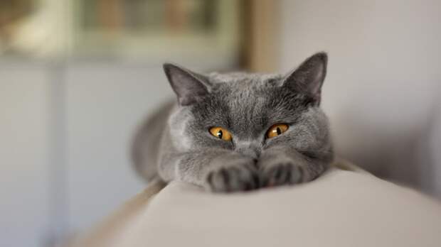 Кошки лечат людей