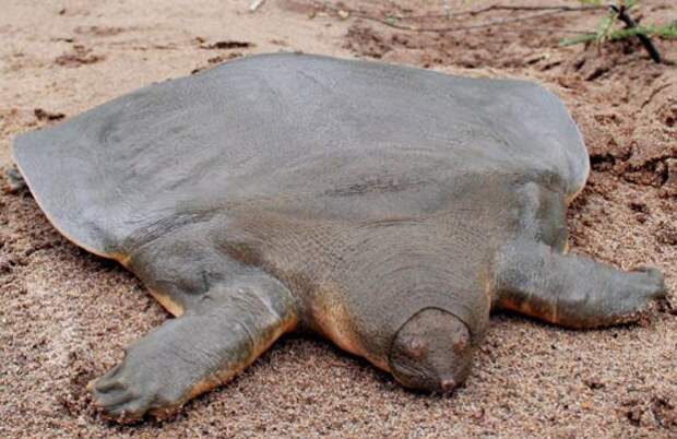 Гигантская мягкотелая черепаха вымирание, животные, факты