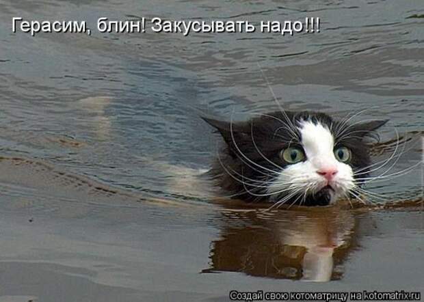 Котоматрицы (картинки с надписями)