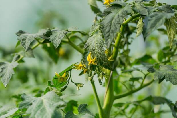 пустоцвет на помидорах