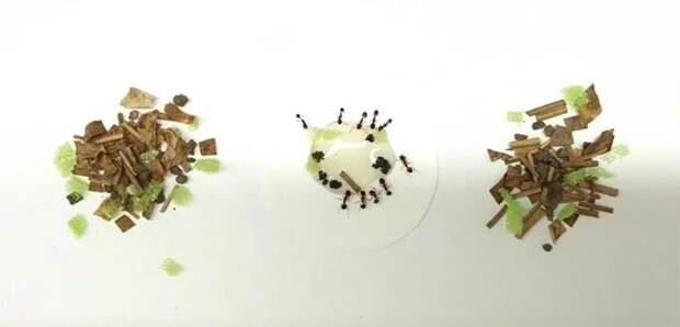 Не глупее обезьян: какими орудиями труда пользуются муравьи?