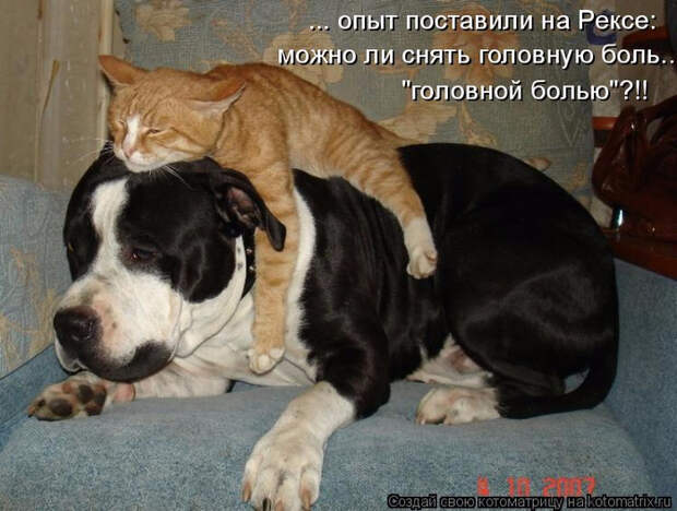kotomatritsa_p3 (700x529, 354Kb)