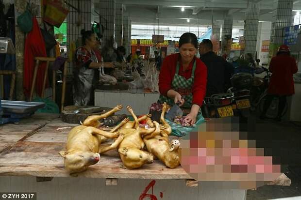 Едим, ели и будем есть: почему китайцы не желают отказаться от собачьего мяса? блюда из собак, животные, зоозащитники, китай, рука руку моет, собаки, собачатина, спасение