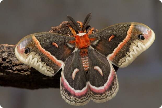 Павлиноглазка цекропия (лат. Hyalophora cecropia)